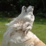 Golden retriever dog howling