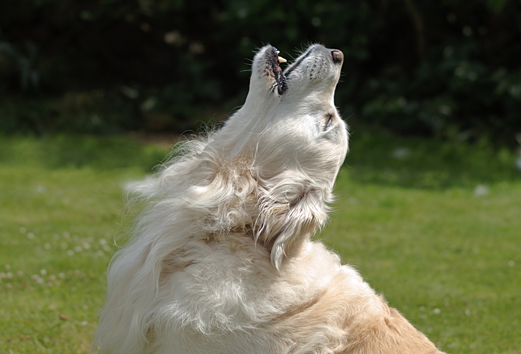 Golden retriever dog howling