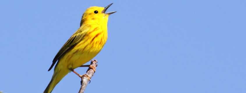 Yellow Warbler (Dendroica petechia) singing his heart out