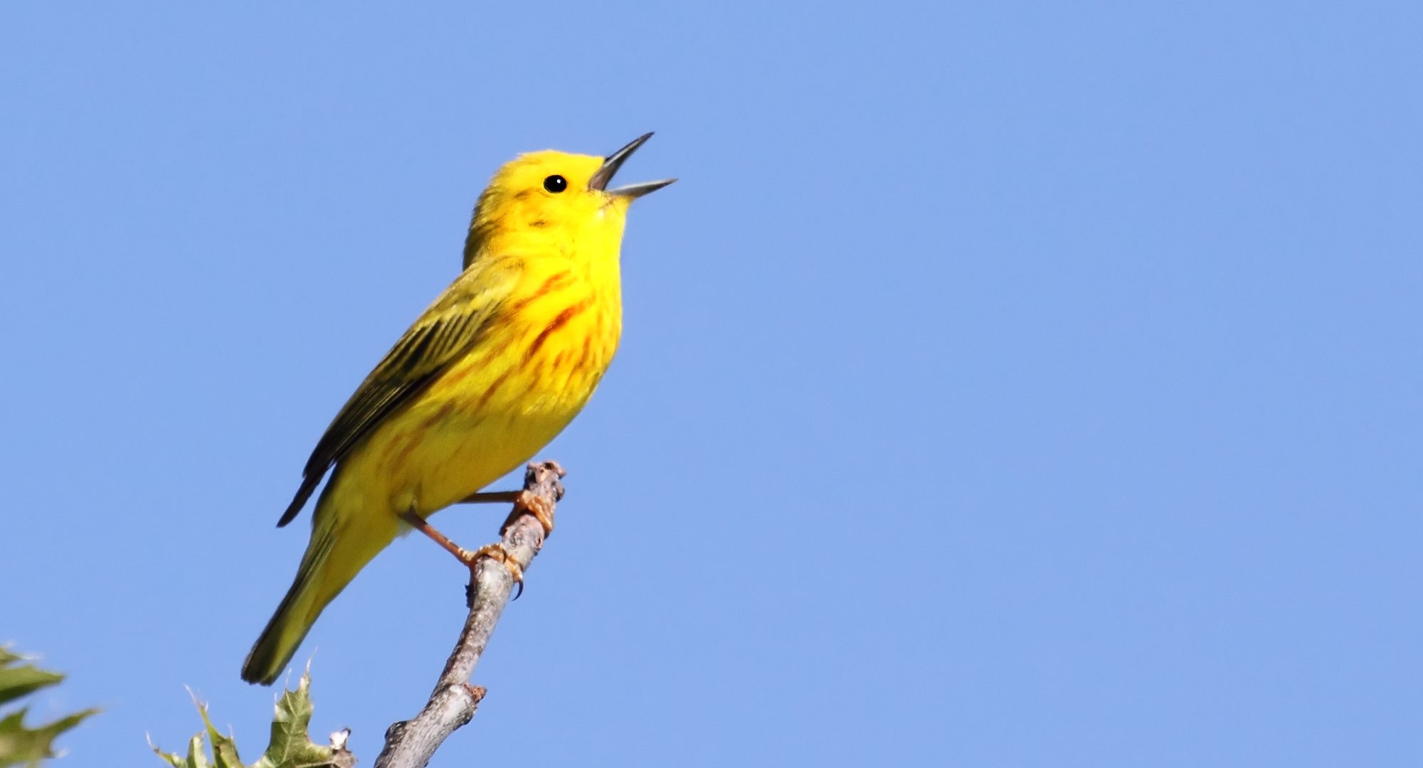 Yellow Warbler (Dendroica petechia) singing his heart out