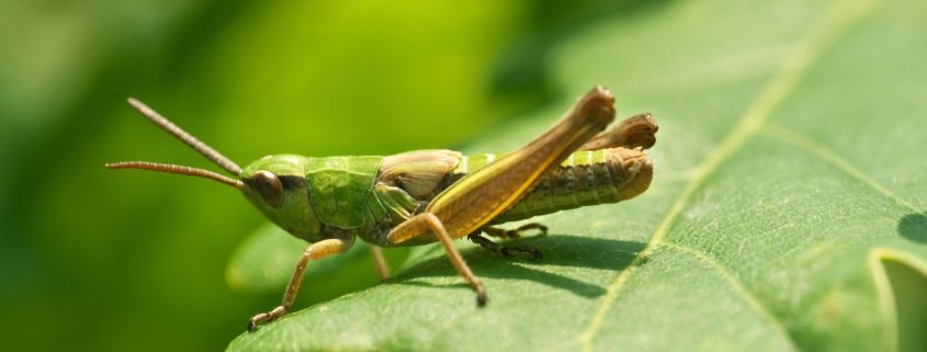 Grasshopper on the grass