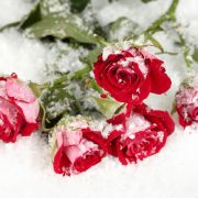 Vinous roses in the snow