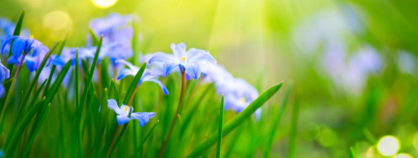 Snowdrop spring flowers in sunshine