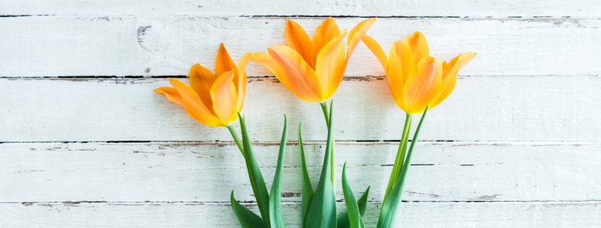 Three yellow spring flowers