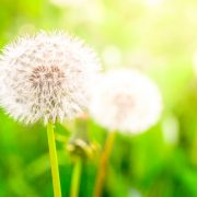 Faded dandelions with fluffy white seeds in the green meadow
