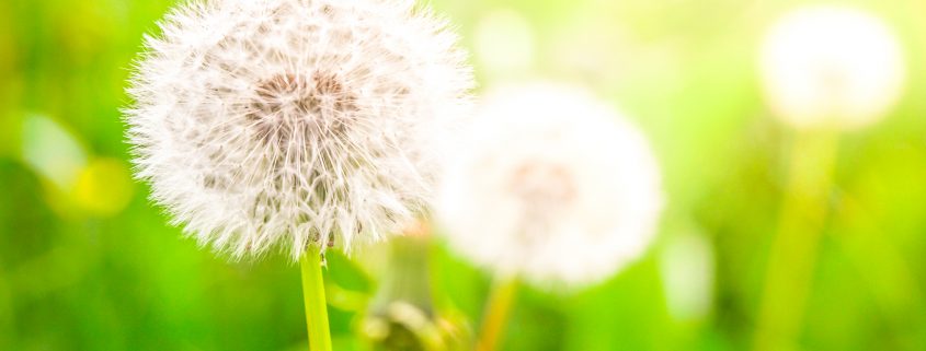 Faded dandelions with fluffy white seeds in the green meadow