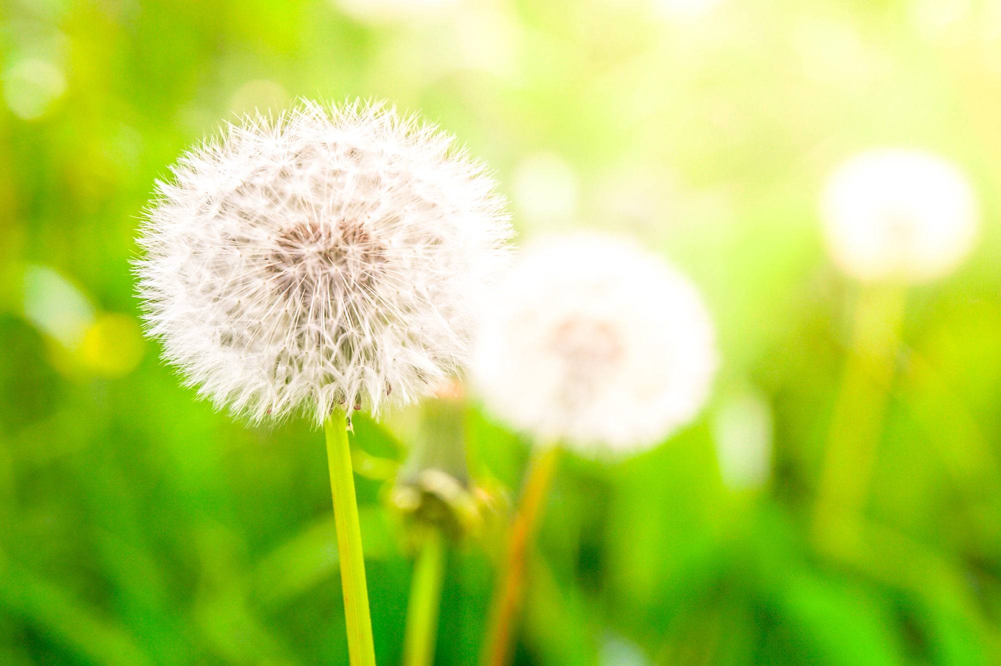 Faded dandelions with fluffy white seeds in the green meadow