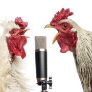 Two roosters singing at a microphone