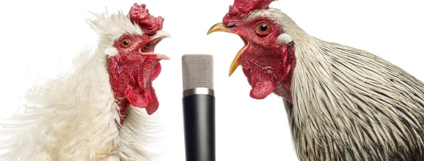 Two roosters singing at a microphone