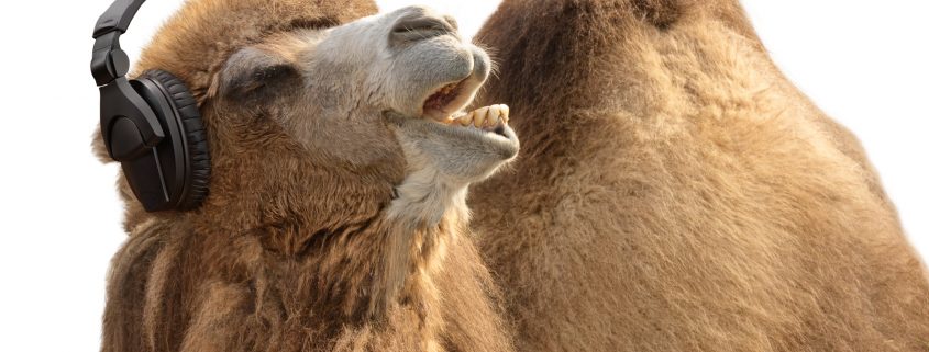 Camel with headphones singing passionately