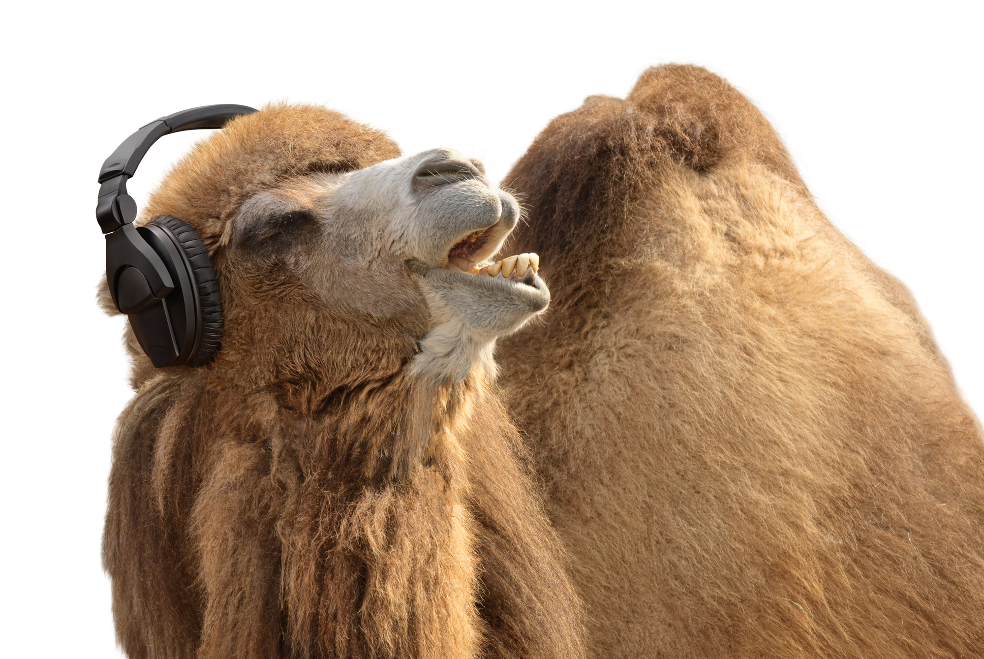 Camel with headphones singing passionately