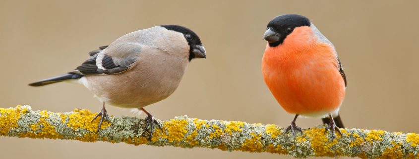 Bullfinches sitting on yellow lichen branch