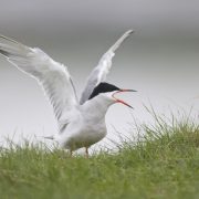 Common tern (sterna hirundo)