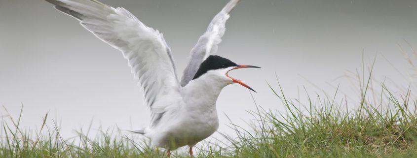 Common tern (sterna hirundo)