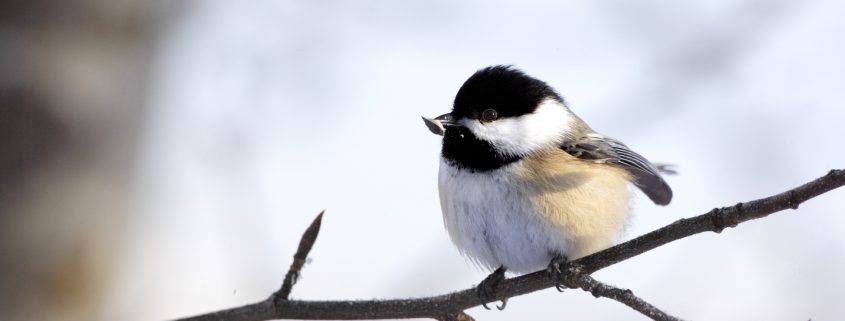 Black-capped chickadee (poecile atricapillus) perched on branch