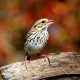 Savannah sparrow (passerculus sandwichensis) on a log with fall colors