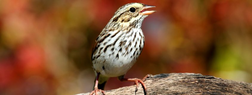 Savannah sparrow (passerculus sandwichensis) on a log with fall colors