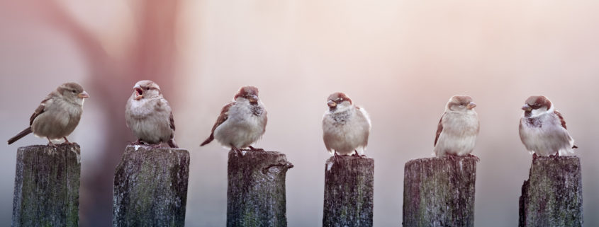 Sparrows in a row on wooden fence