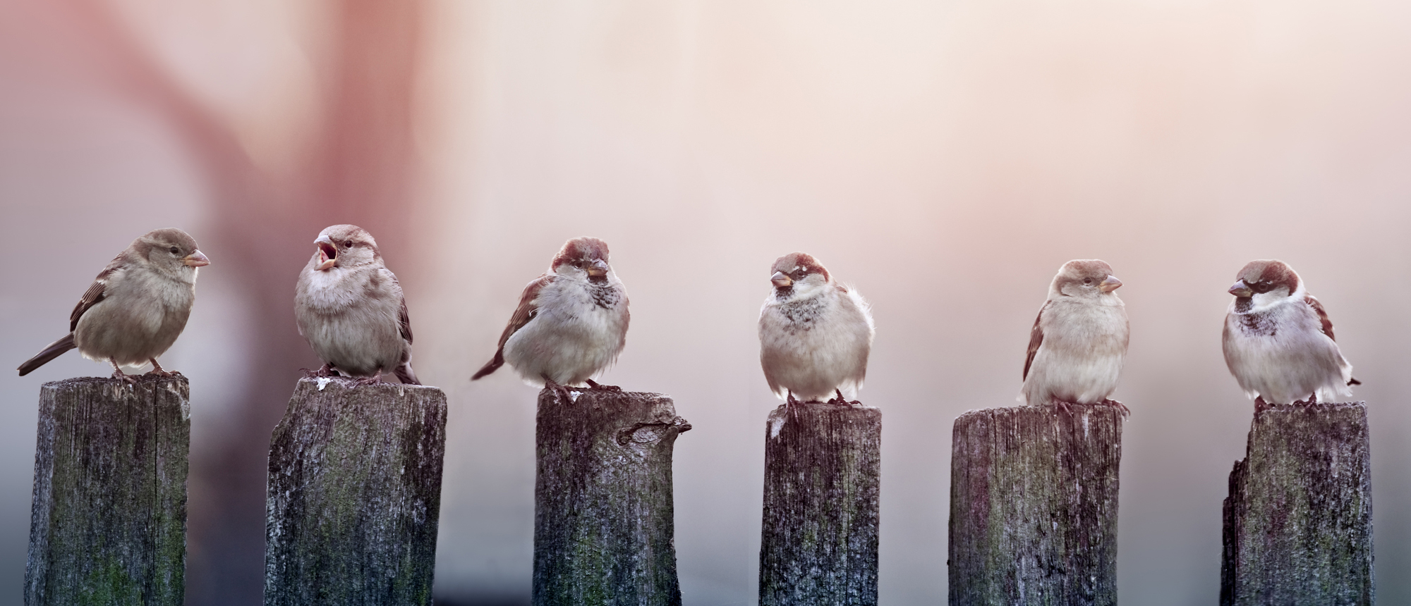 Sparrows in a row on wooden fence