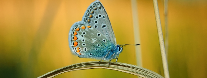 Butterfly in autumn